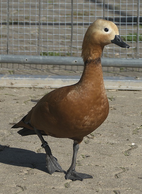 主怀孕期间